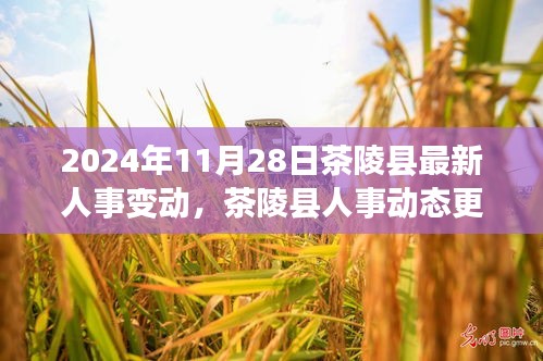 茶陵县人事动态更新，最新人事调整概览（2024年11月28日）