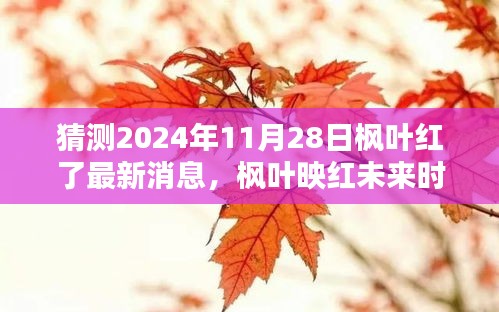 枫叶映红未来，励志瞭望——枫叶红了的最新消息与未来展望（2024年11月28日）