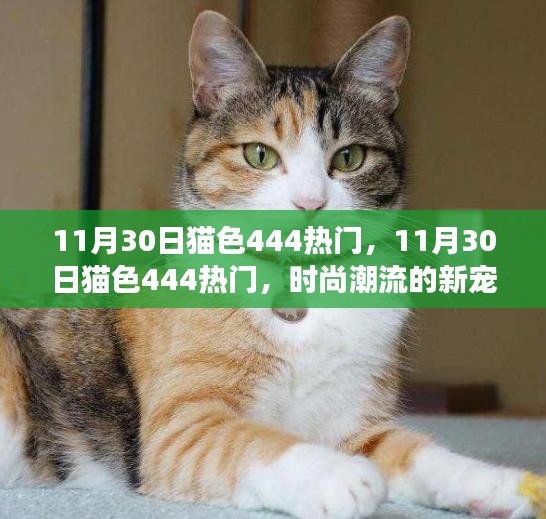 11月30日猫色444热门，引领时尚潮流的新宠，你跟上潮流了吗？