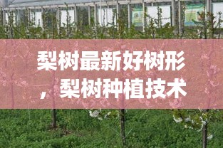 梨树种植技术革新，最新好树形引领里程碑（2024年12月）