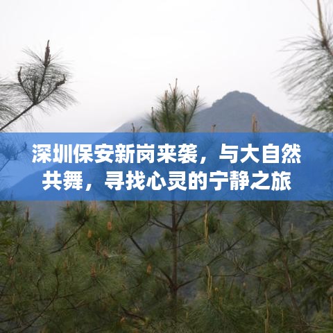 深圳新保安岗位探寻，与自然共舞的心灵宁静之旅