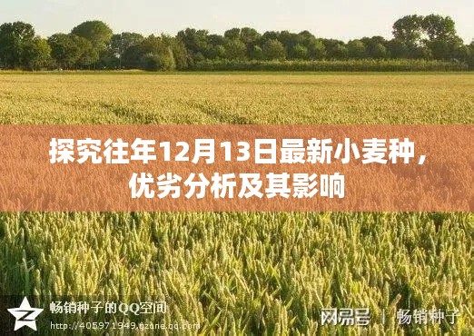 历年12月13日小麦种优劣分析及其影响探究