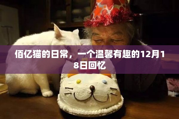 佰亿猫温馨回忆，12月18日的日常趣事