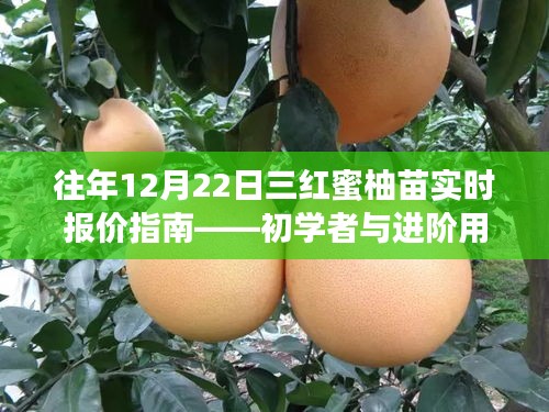 往年12月22日三红蜜柚苗报价指南，适合初学者与进阶用户参考