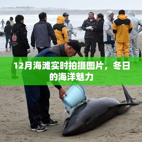 冬日的海洋魅力，12月海滩实时拍摄图片欣赏