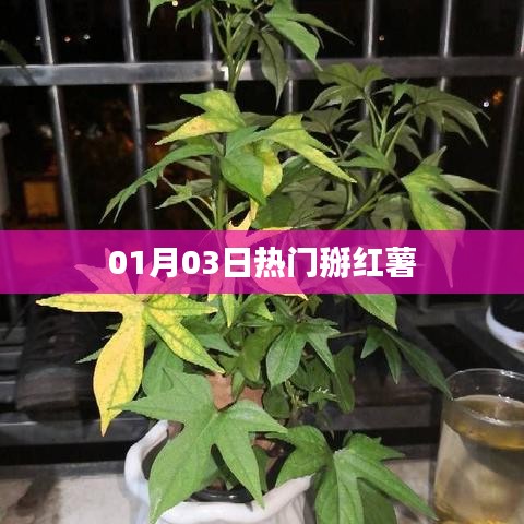 热门掰红薯，一探究竟！