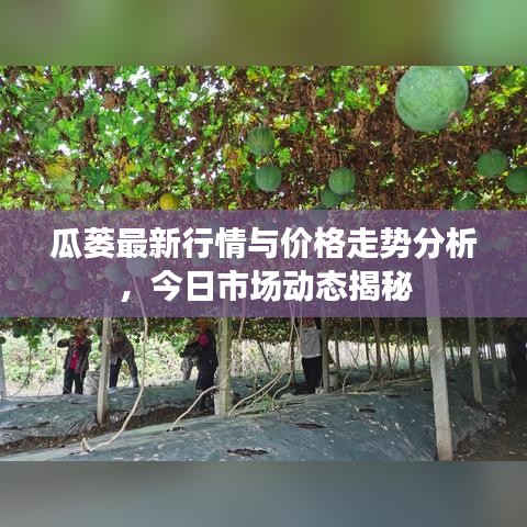 瓜蒌最新行情与价格走势分析，今日市场动态揭秘