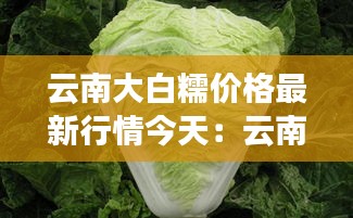 云南大白糯价格最新行情今天：云南大白芽 