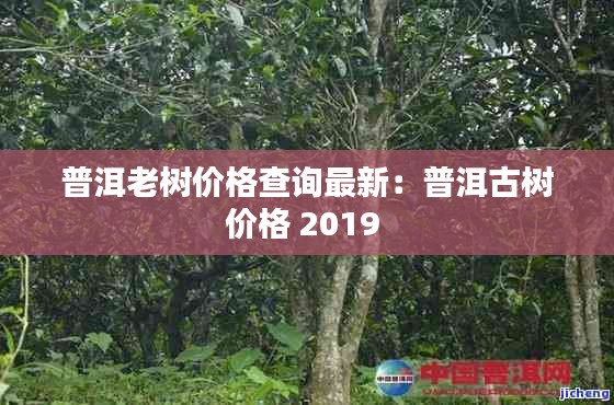 普洱老树价格查询最新：普洱古树价格 2019 