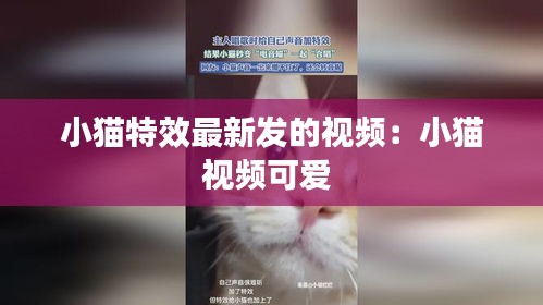 小猫特效最新发的视频：小猫视频可爱 