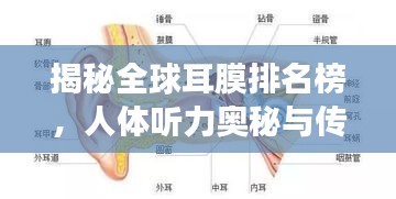 揭秘全球耳膜排名榜，人体听力奥秘与传奇之旅