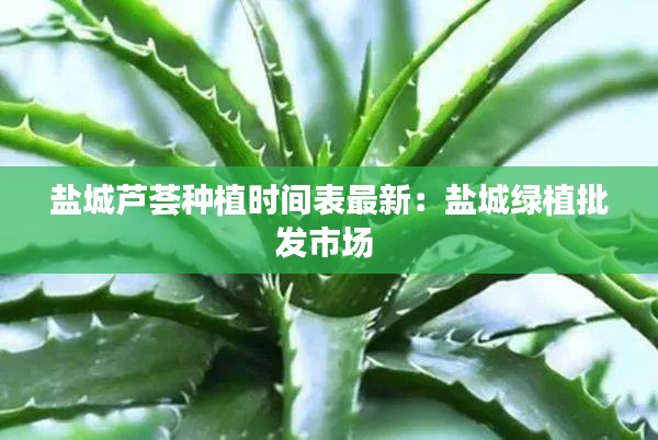 盐城芦荟种植时间表最新：盐城绿植批发市场 