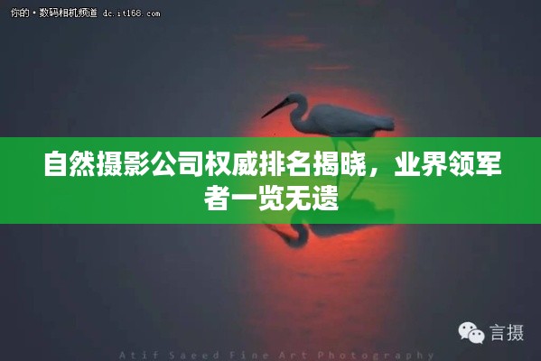 自然摄影公司权威排名揭晓，业界领军者一览无遗