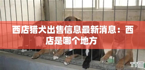 西店猎犬出售信息最新消息：西店是哪个地方 