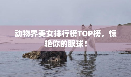 动物界美女排行榜TOP榜，惊艳你的眼球！