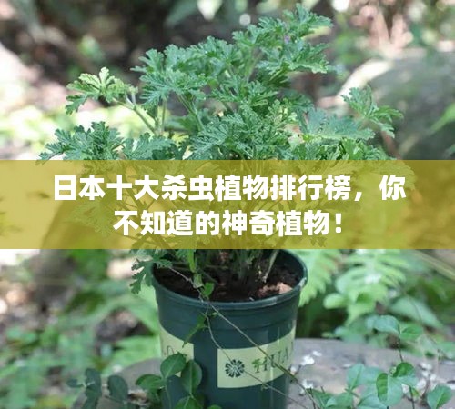 日本十大杀虫植物排行榜，你不知道的神奇植物！