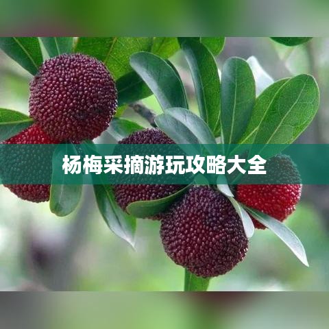 杨梅采摘游玩攻略大全