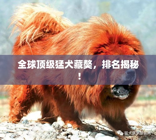 全球顶级猛犬藏獒，排名揭秘！