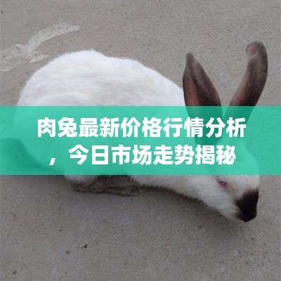 肉兔最新价格行情分析，今日市场走势揭秘