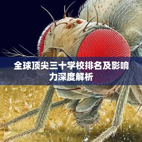 全球顶尖三十学校排名及影响力深度解析