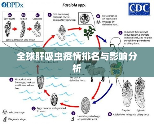 全球肝吸虫疫情排名与影响分析