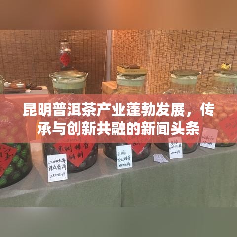 昆明普洱茶产业蓬勃发展，传承与创新共融的新闻头条