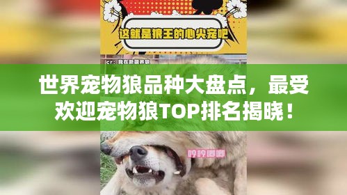 世界宠物狼品种大盘点，最受欢迎宠物狼TOP排名揭晓！