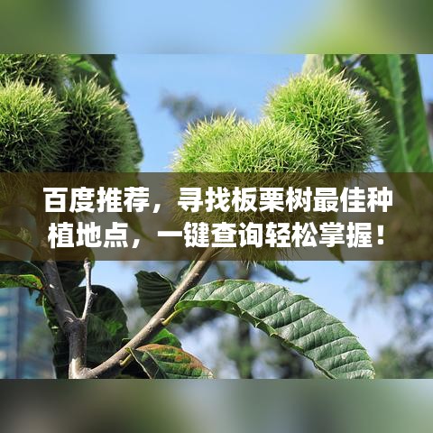 百度推荐，寻找板栗树最佳种植地点，一键查询轻松掌握！