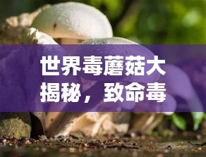 世界毒蘑菇大揭秘，致命毒菇排名与真相解析