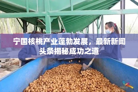 宁国核桃产业蓬勃发展，最新新闻头条揭秘成功之道