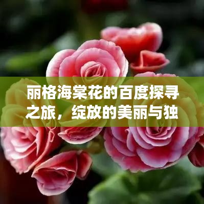 丽格海棠花的百度探寻之旅，绽放的美丽与独特魅力
