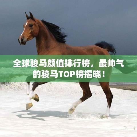 全球骏马颜值排行榜，最帅气的骏马TOP榜揭晓！