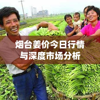 烟台姜价今日行情与深度市场分析