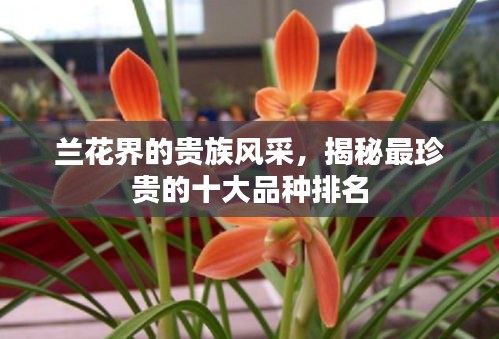 兰花界的贵族风采，揭秘最珍贵的十大品种排名