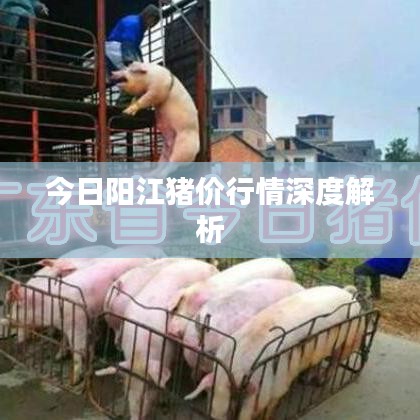 今日阳江猪价行情深度解析
