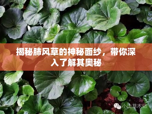 揭秘肺风草的神秘面纱，带你深入了解其奥秘