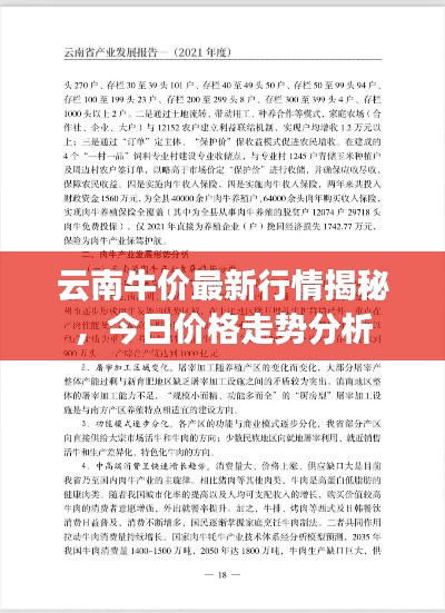 云南牛价最新行情揭秘，今日价格走势分析