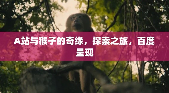 A站与猴子的奇缘，探索之旅，百度呈现