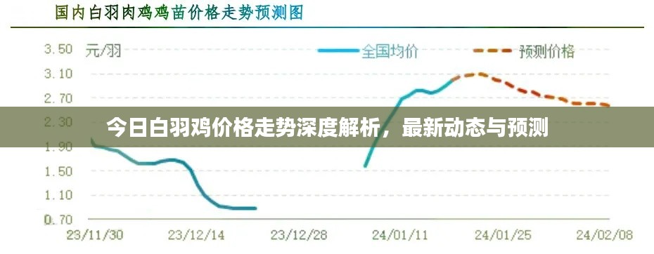 今日白羽鸡价格走势深度解析，最新动态与预测
