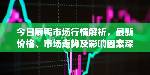 今日麻鸭市场行情解析，最新价格、市场走势及影响因素深度探讨