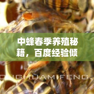 中蜂春季养殖秘籍，百度经验倾力呈现