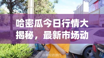 哈密瓜今日行情大揭秘，最新市场动态分析！