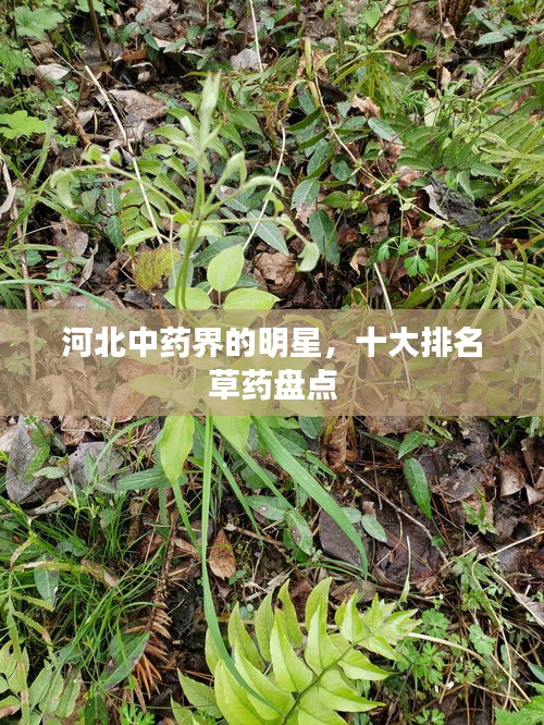 口若悬河