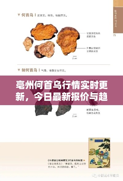 亳州何首乌行情实时更新，今日最新报价与趋势分析