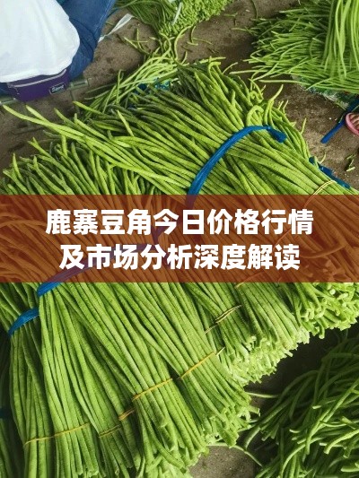 鹿寨豆角今日价格行情及市场分析深度解读