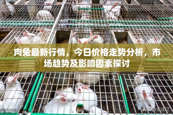 肉兔最新行情,今日价格走势分析,市场趋势及影响因素探讨