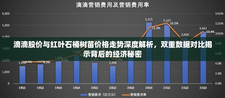 滴滴股价与红叶石楠树苗价格走势深度解析,双重数据对比揭示背后的经济秘密