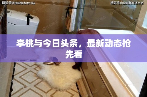 李桃与今日头条,最新动态抢先看