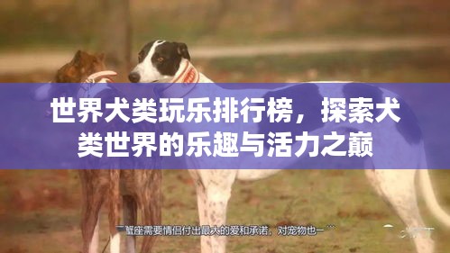 世界犬类玩乐排行榜,探索犬类世界的乐趣与活力之巅