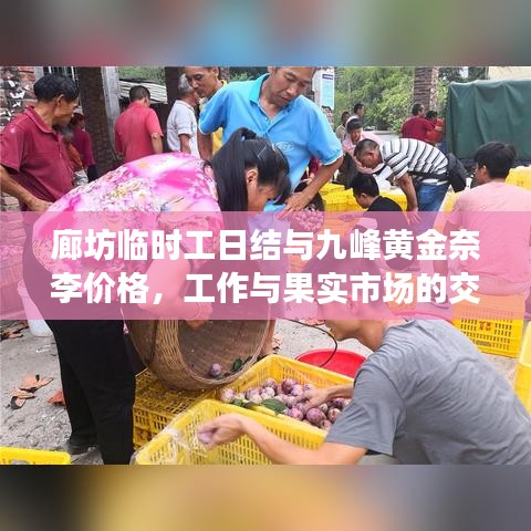 廊坊临时工日结与九峰黄金奈李价格，工作与果实市场的交汇焦点